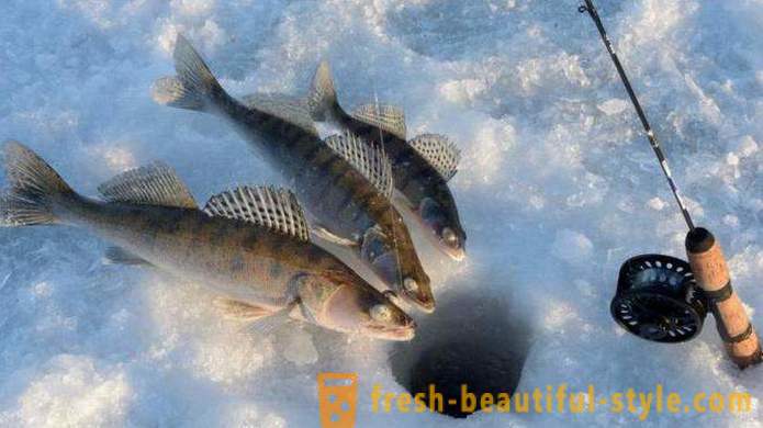 A kulturális és a halászat „Fishing on Kalinovka” Jekatyerinburg: hogyan lehet a véleménye