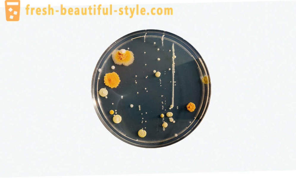 5 közös téveszmék baktériumok