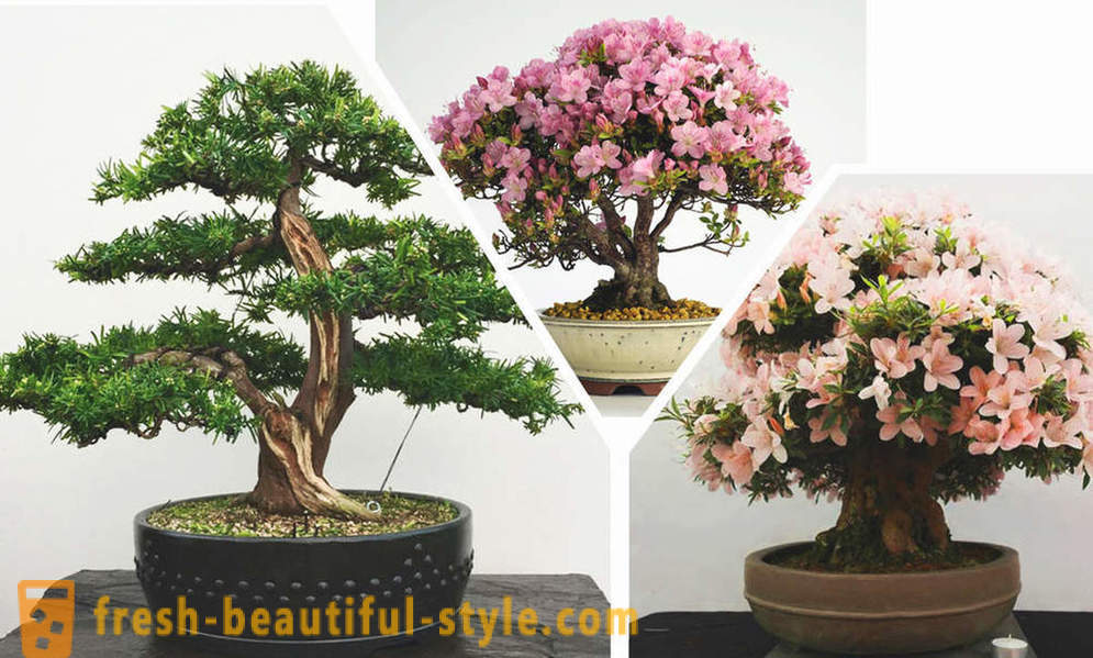 Egyszerűbb, íme, bonsai: a szabályokat a keleti stílus a belső