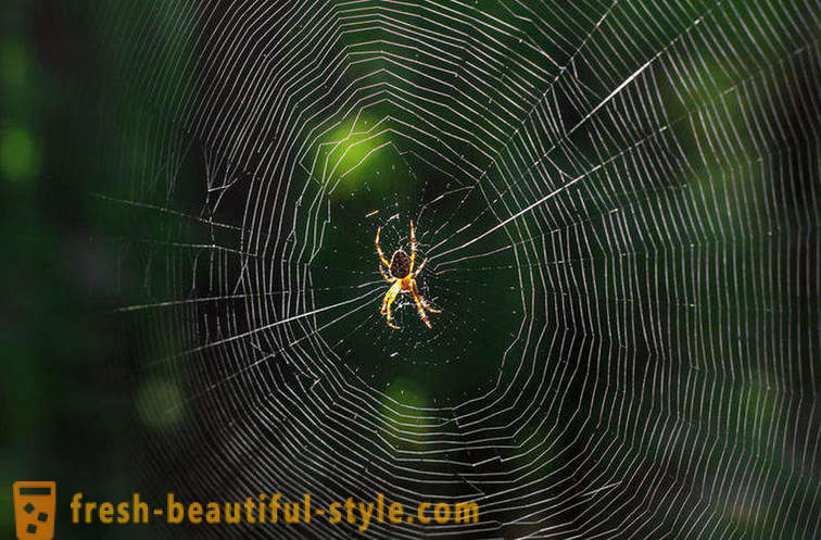 Miért nem tévesztendő pók a weben?