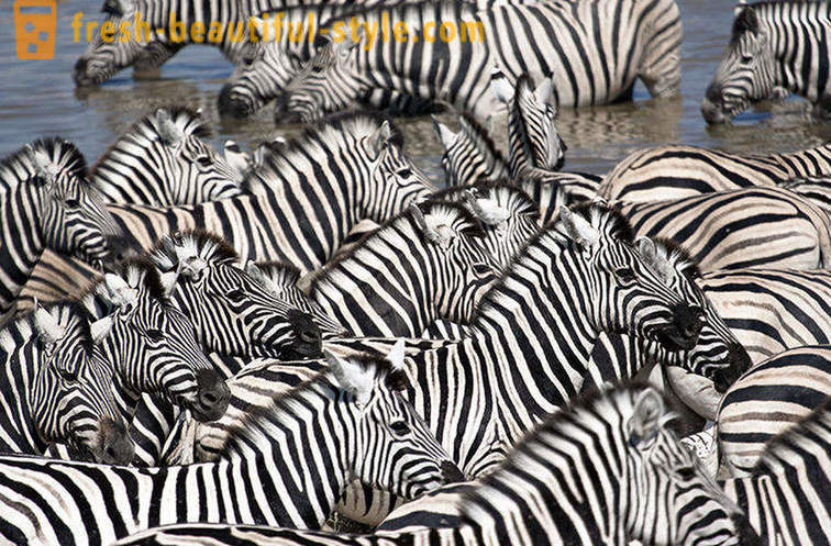 Milyen színű a zebra, és miért csíkok