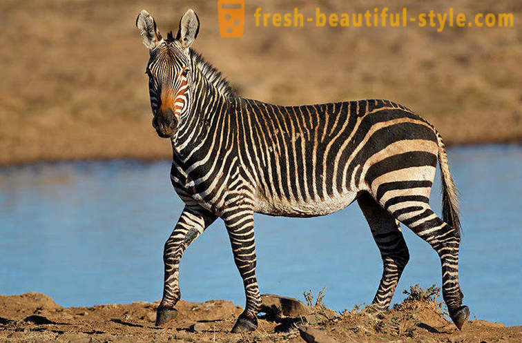 Milyen színű a zebra, és miért csíkok