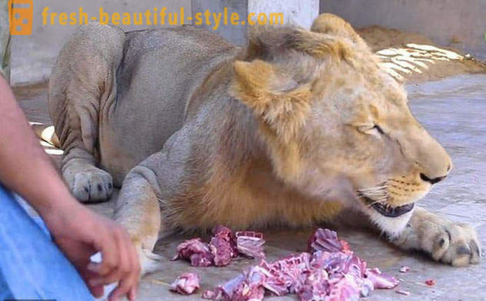 Két testvér Pakisztánból indított oroszlán nevű Simba