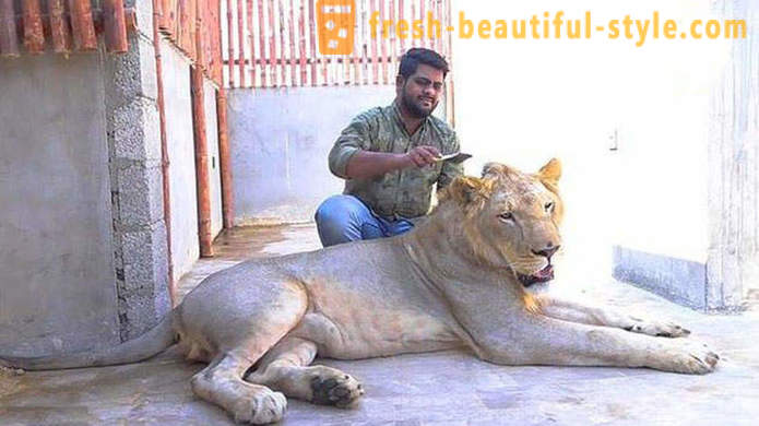 Két testvér Pakisztánból indított oroszlán nevű Simba
