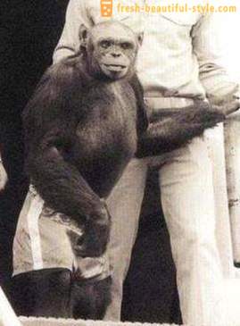 Az Egyesült Államokban 100 évvel ezelőtt, keresztbe ember és a csimpánz