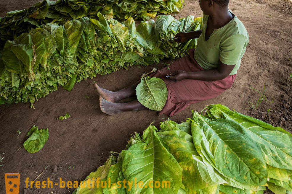 Malawi dohány ültetvény
