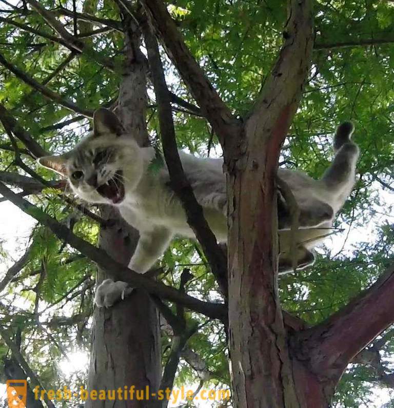 Amerikai nyugdíjasok, fára mászni, megmenti a macskák