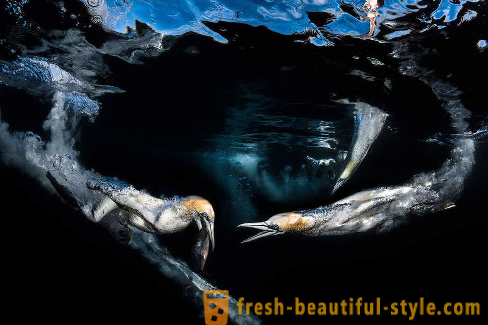 Hihetetlen felvételek a víz alatti fotózás verseny nyertesei