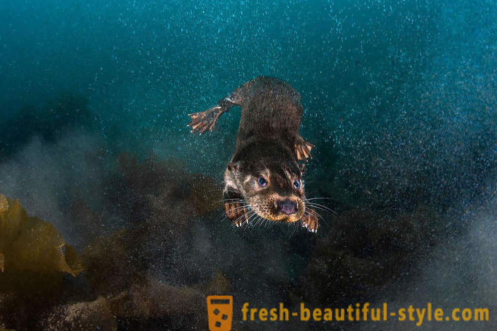 Hihetetlen felvételek a víz alatti fotózás verseny nyertesei