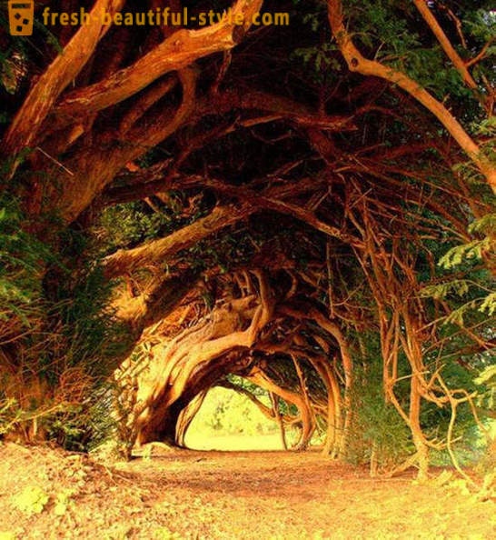 Legérdekesebb alagutak fák