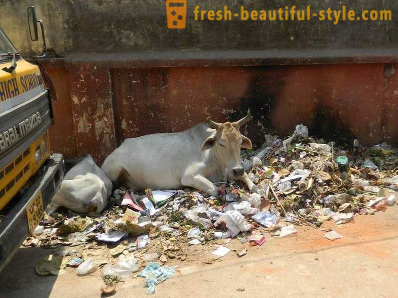 Kóbor tehén - India egyik probléma