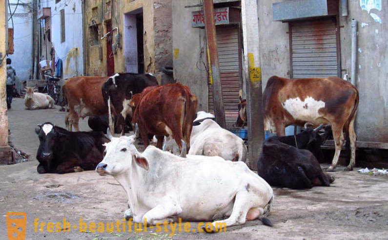 Kóbor tehén - India egyik probléma