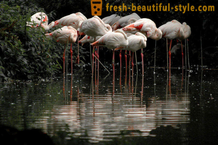 Flamingo - néhány legrégebbi madárfajok
