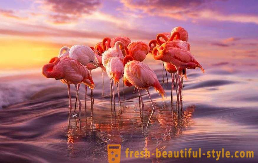 Flamingo - néhány legrégebbi madárfajok