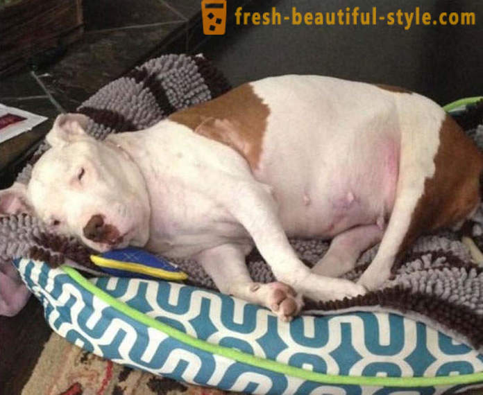 Dying pitbull: egy szomorú történet egy happy end