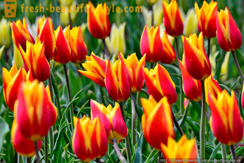 Beauty krími tulipán a kertben Nikitsky