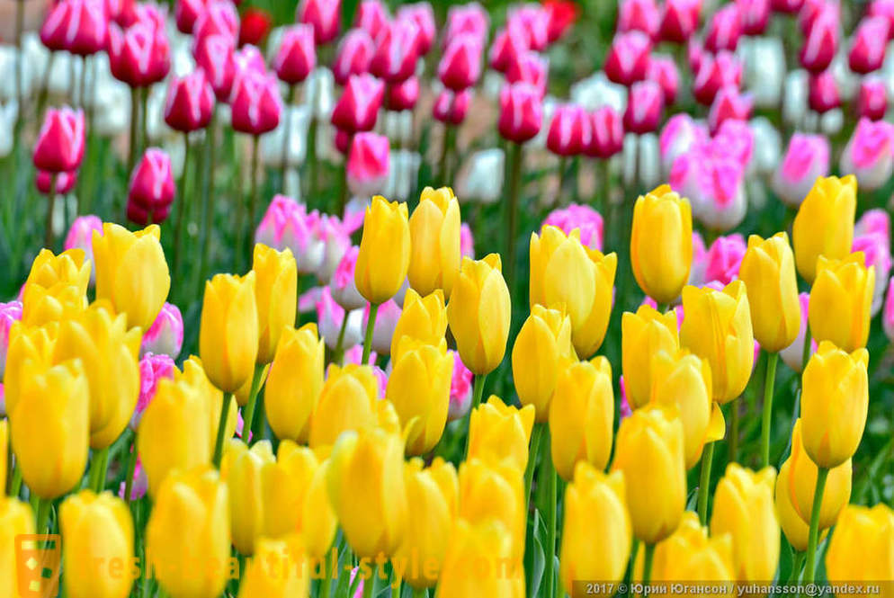 Beauty krími tulipán a kertben Nikitsky