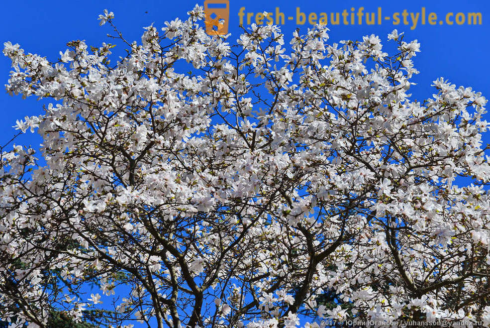 Gyönyörű virágzó magnólia krími