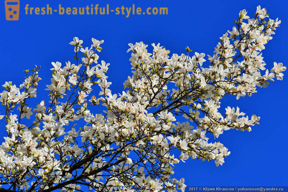 Gyönyörű virágzó magnólia krími