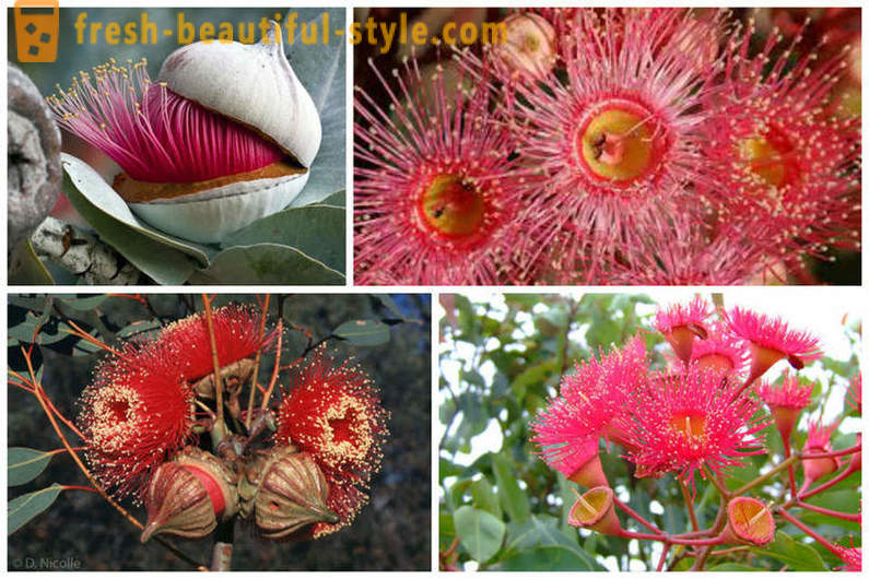 Virágzás eukaliptusz és más természeti csodák