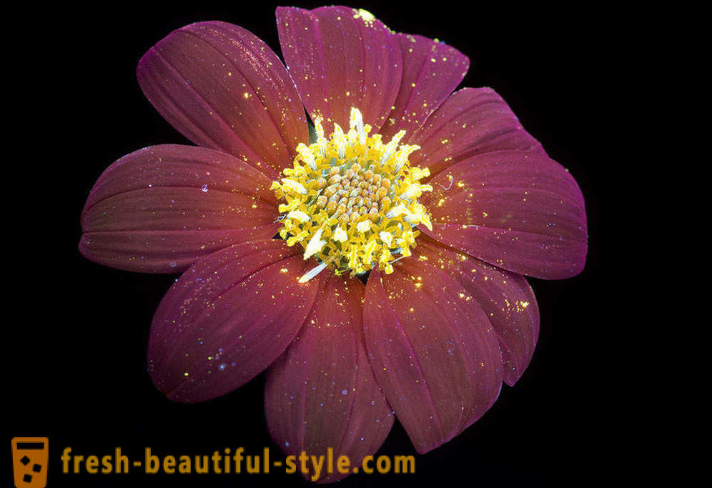 Káprázatos fotók virágok, égő ultraibolya fénnyel