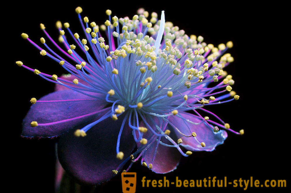 Káprázatos fotók virágok, égő ultraibolya fénnyel