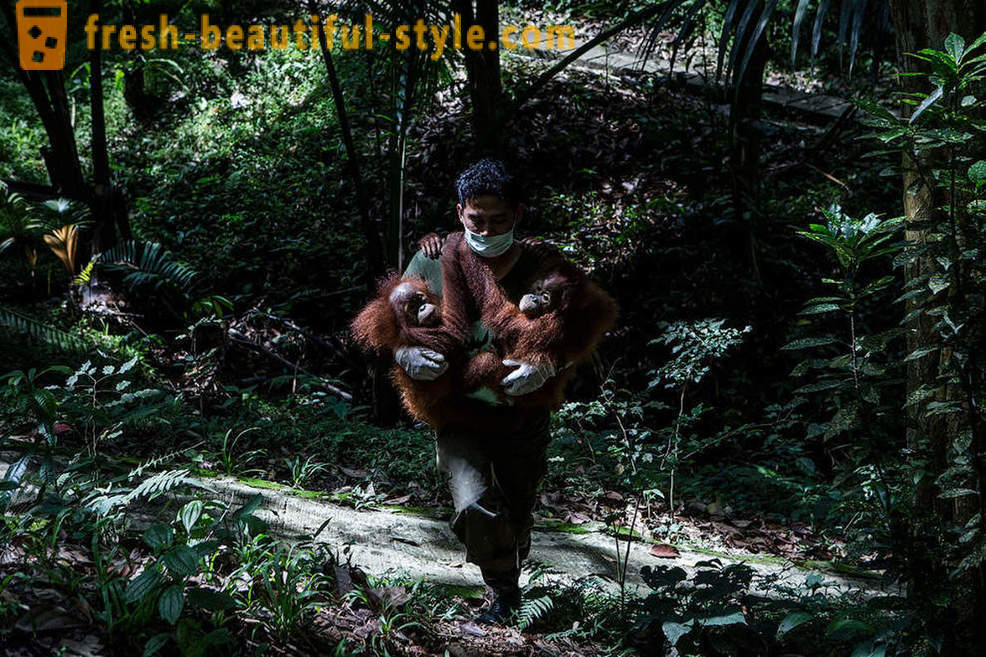 Orángutánok Indonézia