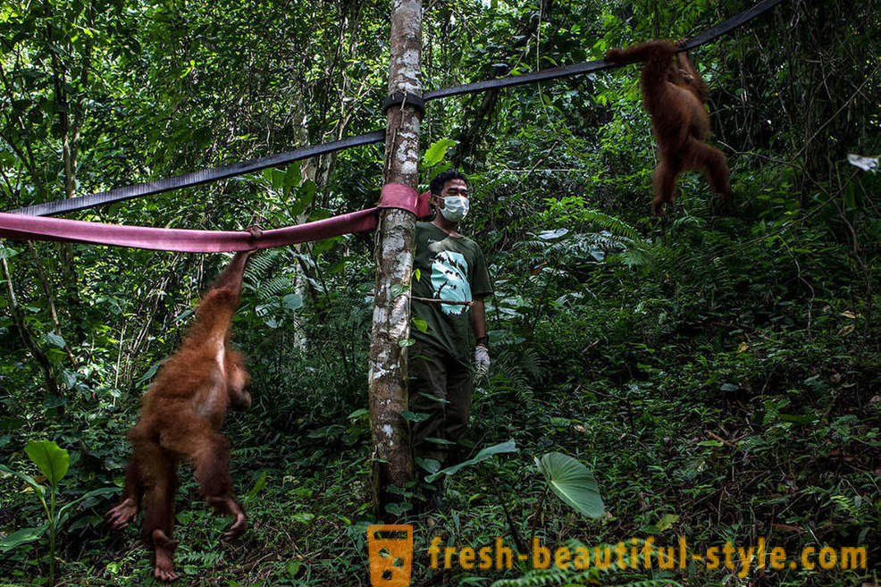 Orángutánok Indonézia