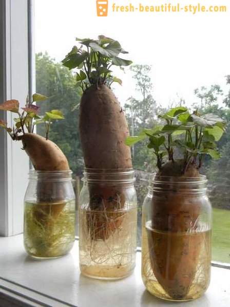 15 zöldségnövények, hogy lehet termeszteni egy ablakpárkányon otthon