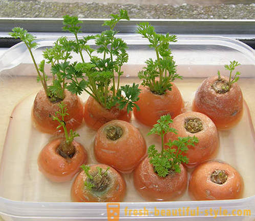 15 zöldségnövények, hogy lehet termeszteni egy ablakpárkányon otthon