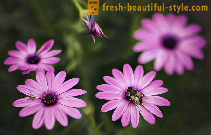 A szépség virágok makró. Gyönyörű képek a virágok.