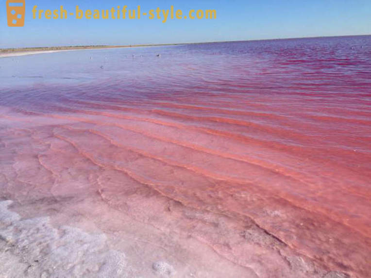 Oroszországban van egy tó, amely minden augusztusban alakul „pink zselé”