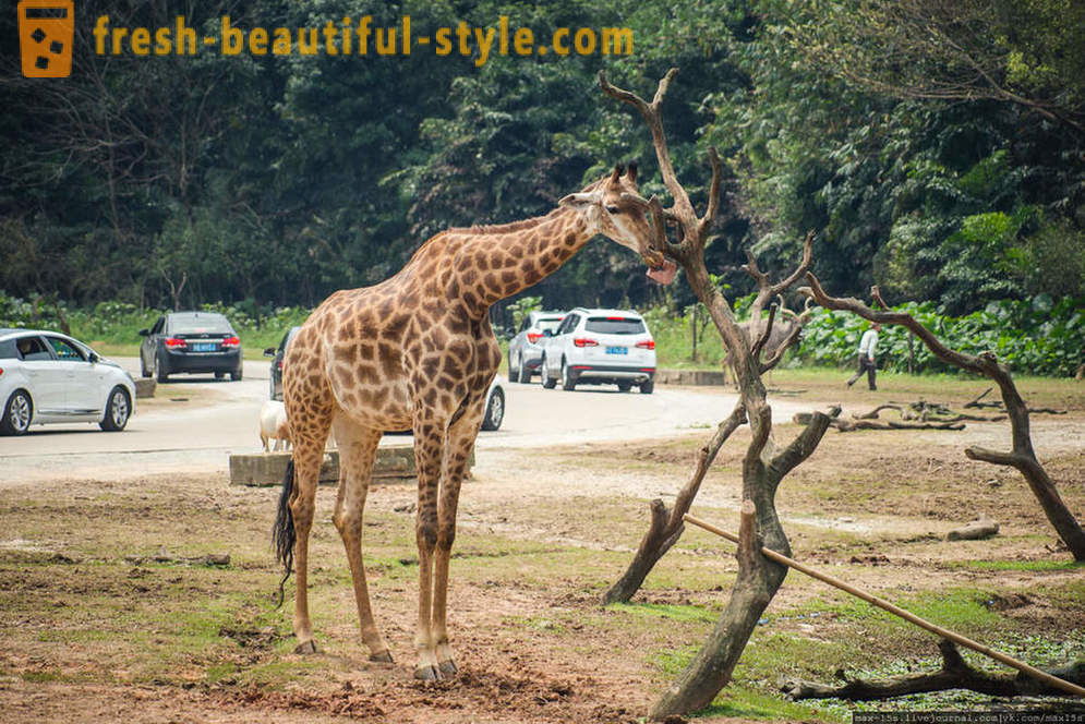 Kína, Guangzhou: Chimelong Safari Park (1. rész)