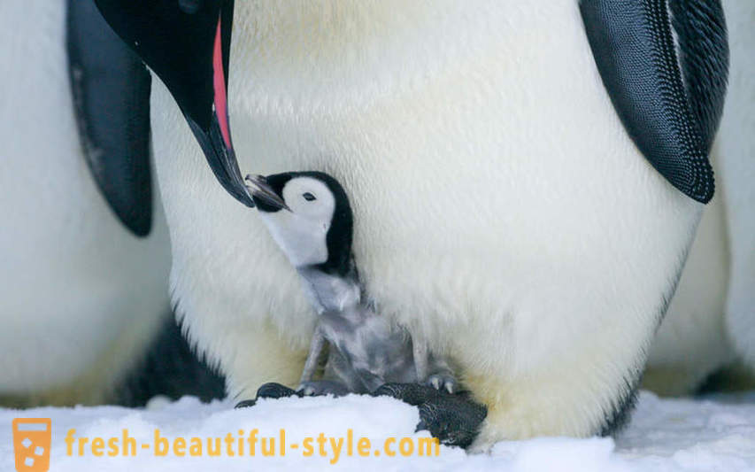 Ahogy a férfi Császár pingvinek gondoskodni utódaik