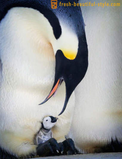 Ahogy a férfi Császár pingvinek gondoskodni utódaik