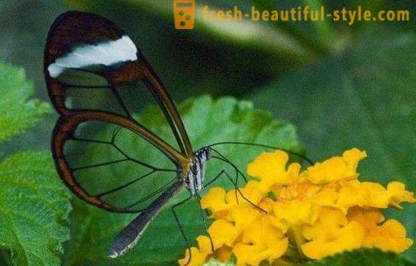 Hihetetlen pillangó szitkárfélék
