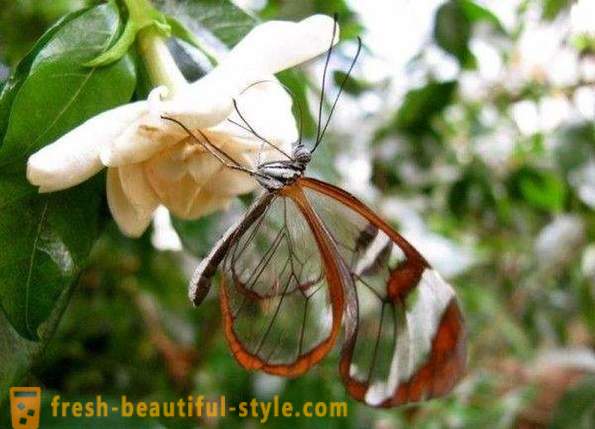 Hihetetlen pillangó szitkárfélék
