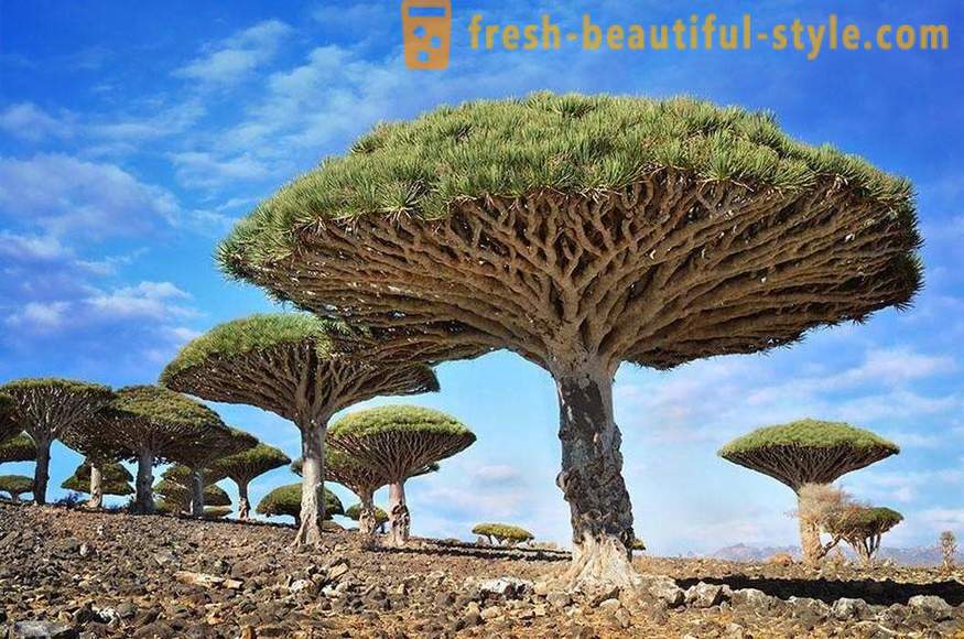 Világos és szokatlan fák a világ minden tájáról