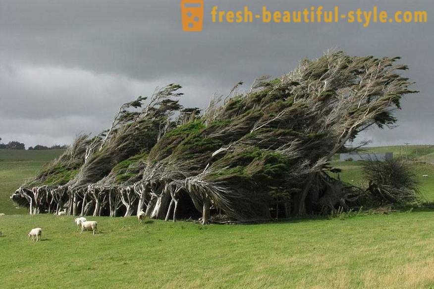 Világos és szokatlan fák a világ minden tájáról