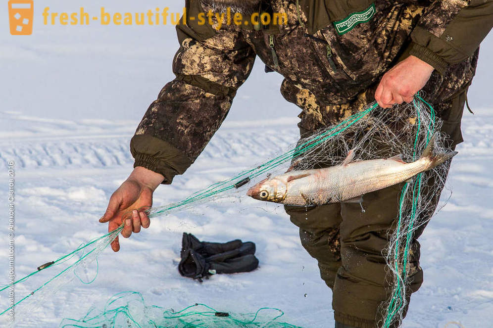 Hogyan rybinspektory a Bajkál