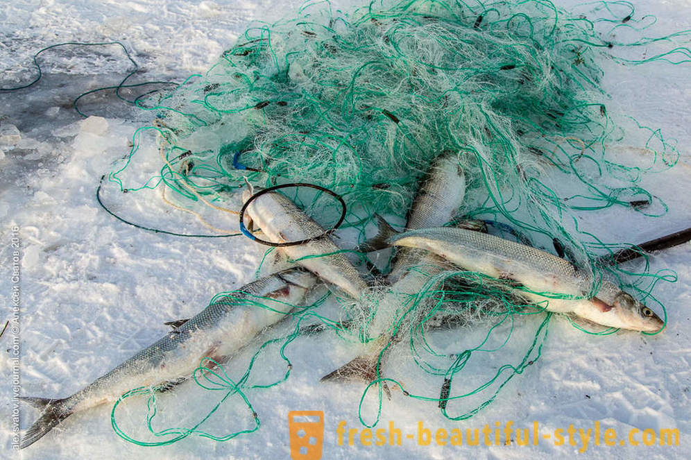 Hogyan rybinspektory a Bajkál