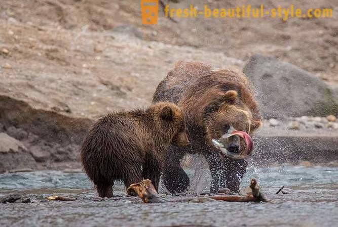 Primordiális Kamcsatka: Land medve