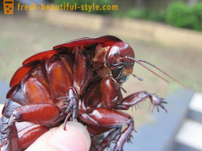 10 legszörnyűbb bolygó bogarak