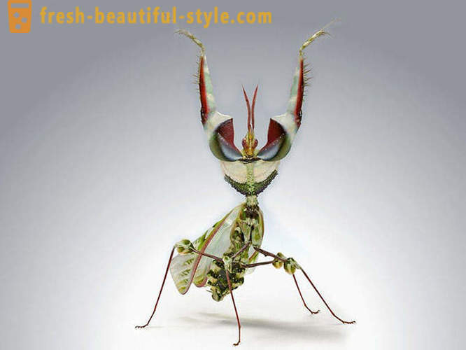 10 legszörnyűbb bolygó bogarak