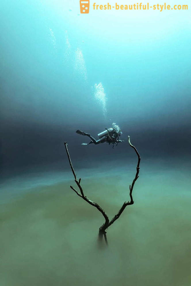 A nyertesek a díjat „víz alatti fotós 2015”