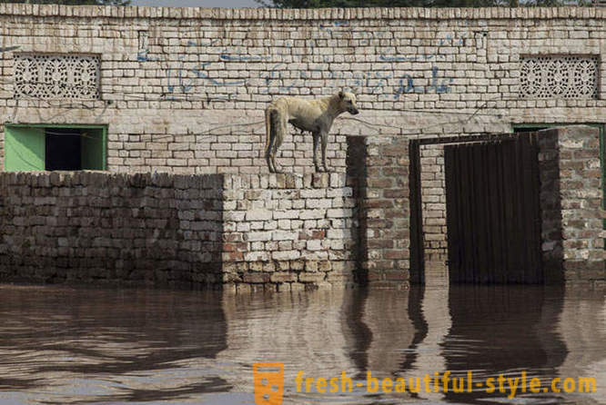 Történelmi árvíz Indiában és Pakisztánban