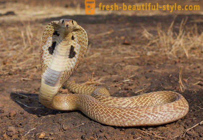 A legveszélyesebb kígyók a világ