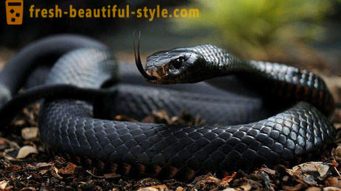 A legveszélyesebb kígyók a világ