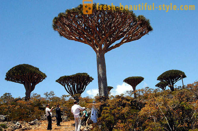 Utazás a sziget Socotra