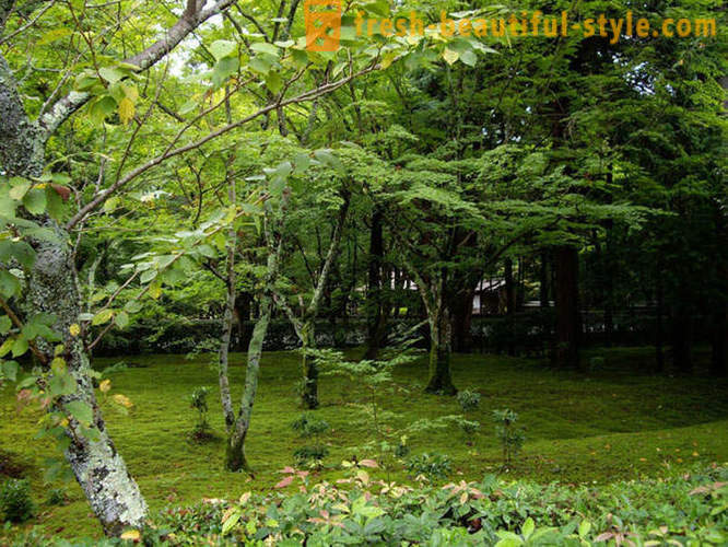 Moss kert Japánban